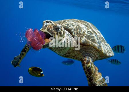 Tortue verte mangeant des méduses de Céphée Banque D'Images