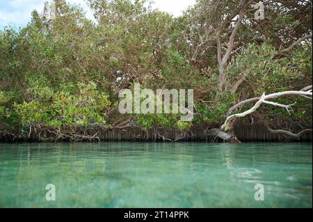 Arbres de mangrove le long de la mer. Nabq, Égypte. Banque D'Images