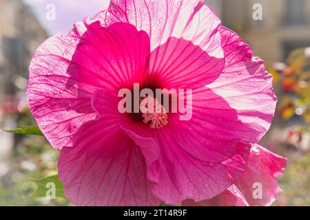 Rose énorme fleur d'hibiscus dans le jardin, versailles , France Banque D'Images