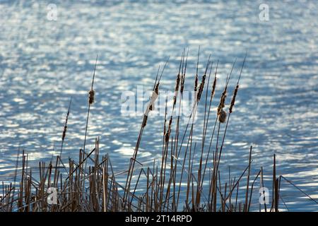 Cattails secs sur fond d'eau bleue du lac Banque D'Images