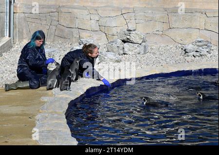 West Calder, Écosse, Royaume-Uni. 11 octobre 2023. Le zoo Five Sisters accueille huit pingouins de Humboldt juste à temps pour les vacances scolaires, les pingouins explorant leur nouvel enclos spécialement construit et leur habitat au zoo Five Sisters. Le temps de nourrir avec Senior Keepers, Angela Gordon et Natalie Marshall. Spheniscus humboldti. Crédit : Craig Brown/Alamy Live News Banque D'Images