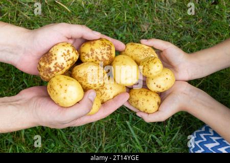 Mains de deux personnes tenant la récolte de pommes de terre jaune vif fraîchement creusées sur fond d'herbe verte Banque D'Images