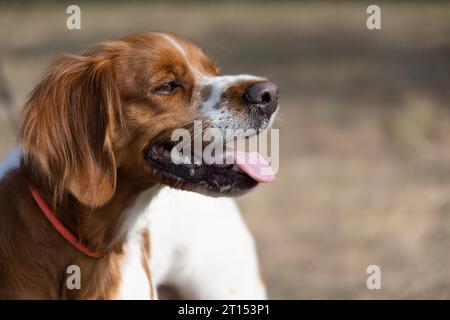 Brittany ePanel Portrait breton de chien en orange et blanc français posant avec la langue traînant et se reposant, courant, allongé dans le champ en été. Britt Banque D'Images