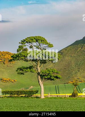 Arbre solitaire en bordure de champ au soleil de printemps, East Lothian, Écosse, Royaume-Uni Banque D'Images