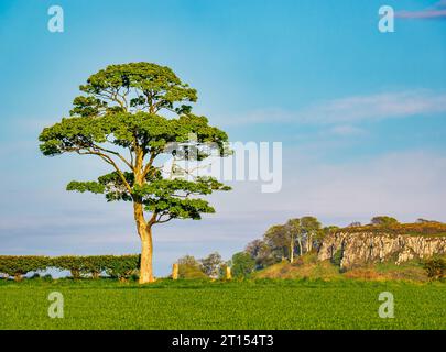 Arbre solitaire en bordure de champ au soleil de printemps, East Lothian, Écosse, Royaume-Uni Banque D'Images