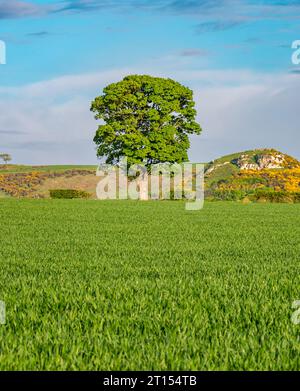 Arbre solitaire en bordure de champ au soleil de printemps, East Lothian, Écosse, Royaume-Uni Banque D'Images