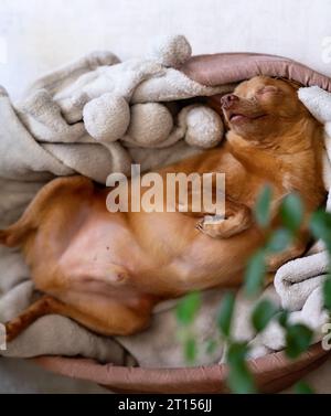 Chien brun drôle Toy Terrier couché sur le dos et dormir dans un lit pour animaux de compagnie. Banque D'Images