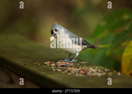 Un Titmouse touffeté mange des graines d'oiseaux laissées sur une balustrade de pont en bois dans une zone boisée. Banque D'Images