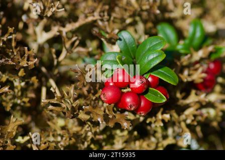 Arbustes à airelles avec grappe de baies mûres rouges poussant dans la mousse brune dans la forêt à la fin de l'été. Banque D'Images