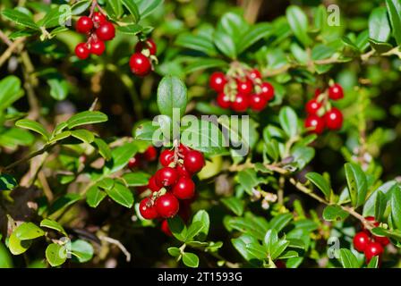 Arbustes de lingonberry avec des baies mûres rouges poussant dans la forêt à la fin de l'été. Banque D'Images