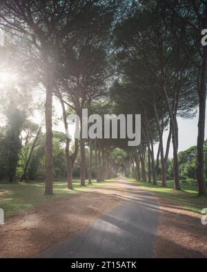 Parc San Rossore et Migliariino, sentier dans une forêt de pins de pierre ou de pinède. Pise, Toscane, Italie, Europe Banque D'Images