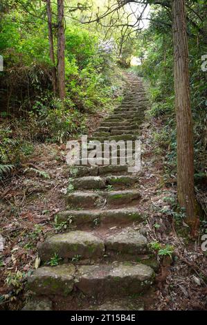 Escalier en pierre menant à une passerelle à travers la forêt. Banque D'Images