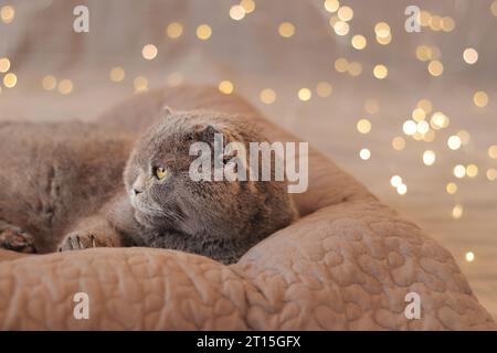 Chat britannique dans le lit sur le fond des lumières de guirlande. Un beau chat gris Shorthair repose sur un oreiller. Animal de compagnie et nouvel an ou Noël. Cat et f Banque D'Images