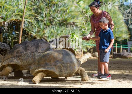 Jeune garçon donnant de la salade avec sa mère à des tortues géantes à Maurice Banque D'Images