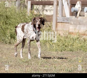 Beau portrait d'un chien de chasse de race pure allemand pointeur à poil court brun. Le pointeur allemand à poil court est un chien de chasse. Portrait en gros plan d'un Banque D'Images