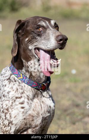 Beau portrait d'un chien de chasse de race pure allemand pointeur à poil court brun. Le pointeur allemand à poil court est un chien de chasse. Portrait en gros plan d'un Banque D'Images