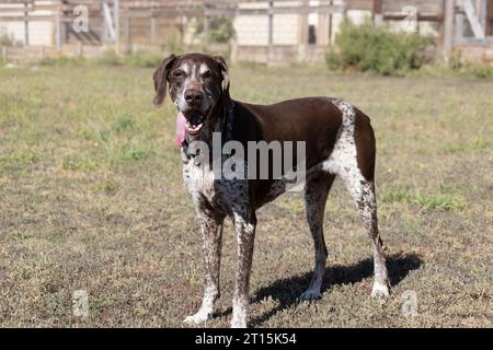 Beau portrait d'un chien de chasse de race pure allemand pointeur à poil court brun. Le pointeur allemand à poil court est un chien de chasse. Portrait en gros plan d'un Banque D'Images