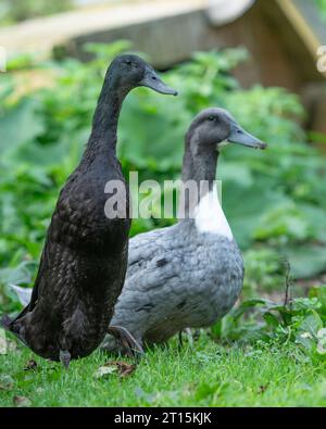 Canard Indian Runner et canard Suédois Bleu Banque D'Images