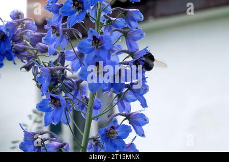 Bumblebee vole vers le delphinium bleu vif dans le jardin ensoleillé Banque D'Images