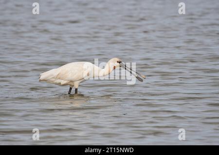 Spatule eurasienne (Platalea leucorodia) se nourrissant en eau peu profonde. L'oiseau a attrapé un petit poisson Banque D'Images