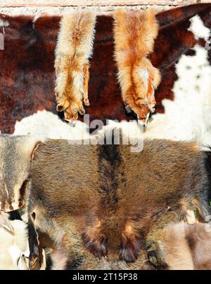 fourrure d'animal avec étoles de renard dépouillées à vendre dans un magasin de fourrure de luxe exclusif Banque D'Images