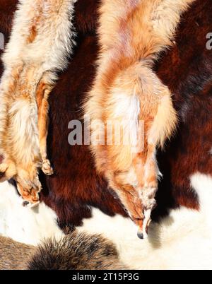 fourrure d'animal avec deux étoles de renard dépouillées à vendre dans un magasin de fourrure de luxe exclusif Banque D'Images