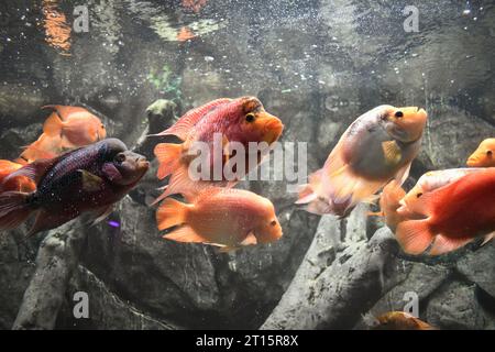 Une photo en gros plan d'un poisson de corne de fleur de couleur orange dans l'aquarium, en Inde Banque D'Images