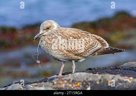 Goélands argentés juvéniles (Larus argentatus) blessés au premier plumage hivernal avec une ligne de pêche cassée et un hameçon coincé dans son bec Banque D'Images