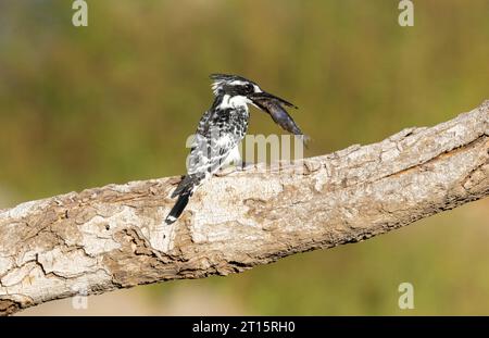 Un pied Kingfisher a plongé et attrapé un petit boudsucker. Il s'est envolé vers une perche pour étourdir sa proie avant de l'avaler la tête la première. Banque D'Images