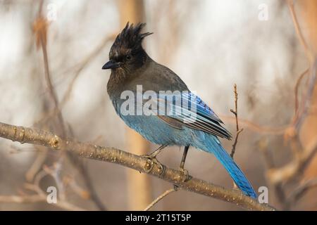 Jay de Steller perché sur un arbre dans le sud de l'Alaska. Banque D'Images