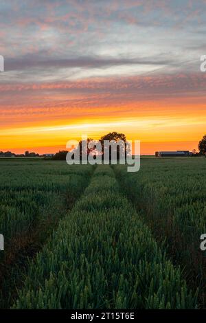 Sentier dans un champ de blé mène à un groupe d'arbres au-dessous d'un ciel nuageux coloré. Banque D'Images