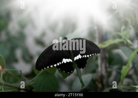 papillon noir avec des rayures blanches reposant sur une branche et des rayons de soleil Banque D'Images