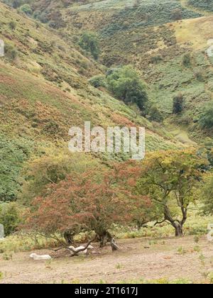 Belle et spectaculaire campagne dans le Shropshire Hills aonb, Church Stretton, Shropshire, Royaume-Uni Banque D'Images