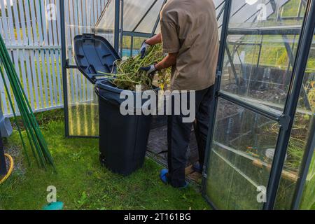 Vue rapprochée de l'homme se débarrassant des plantes collectées dans les ordures, préparant la serre pour la saison d'hiver. Suède. Banque D'Images