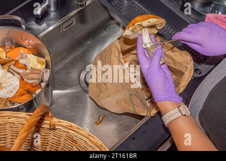 Mains féminines dans des gants en caoutchouc nettoyer les champignons dans l'évier de cuisine. Banque D'Images