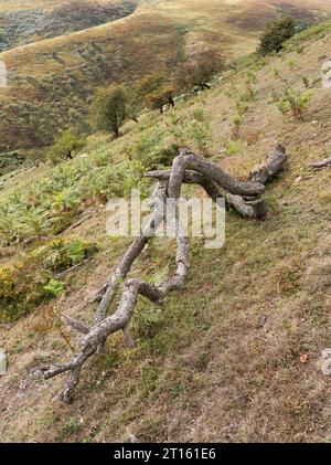 Belle et spectaculaire campagne dans le Shropshire Hills aonb, Church Stretton, Shropshire, Royaume-Uni Banque D'Images