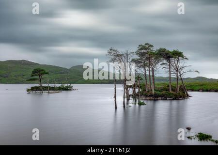 Très vieux pins à Loch Assynt, Sutherland, Écosse. Banque D'Images