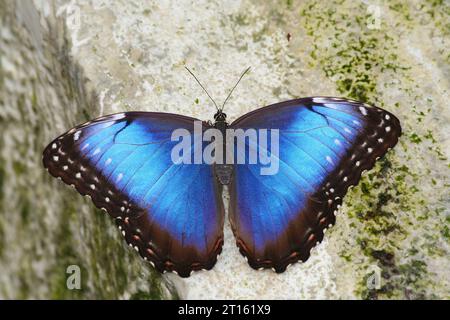 Blue Morpho sur Rock à Indianapolis, IN. Le morpho bleu est parmi les plus grands papillons du monde, avec des ailes s'étendant de cinq à huit pouces Banque D'Images