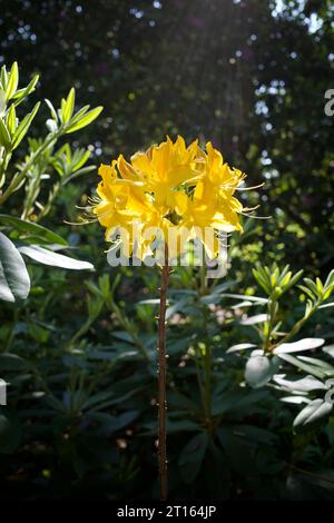 Rhododendron luteum, l'azalée jaune ou azalée de chèvrefeuille, est une espèce de plante à fleurs de la famille des Ericaceae, originaire du sud-est de l'UE Banque D'Images