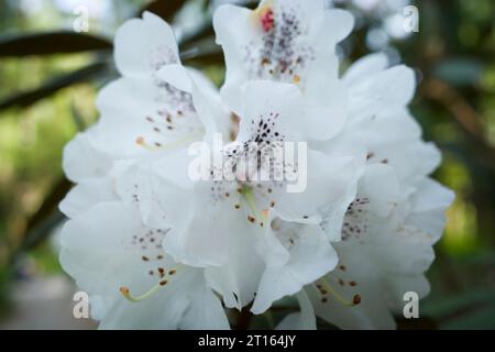 Le Rhododendron blanc fleurit en été Banque D'Images