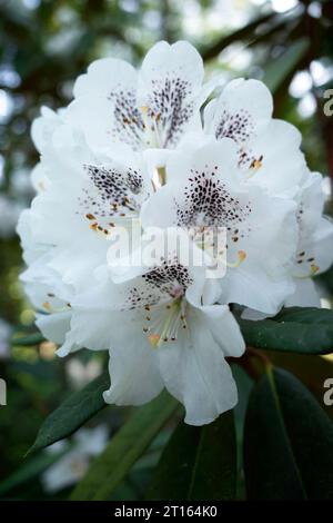 Le Rhododendron blanc fleurit en été Banque D'Images