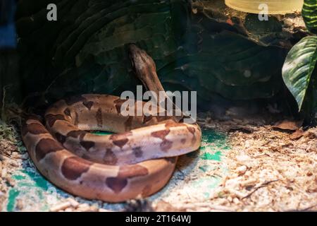 Petit serpent brun dans un terrarium en gros plan Banque D'Images