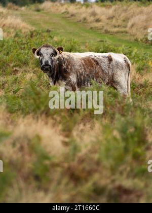 Animaux de ferme dans le Shropshire, Angleterre Banque D'Images