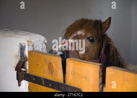 Un jeune poulain dans la cour. Banque D'Images