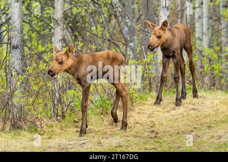 Frère de veau Moose dans le sud-centre de l'Alaska. Banque D'Images