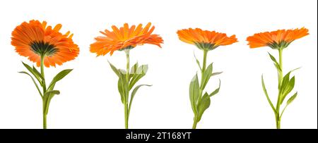 Ensemble de fleurs de souci isolé sur blanc Banque D'Images