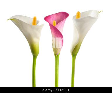 Fleurs de calla roses et blanches isolées sur fond blanc Banque D'Images