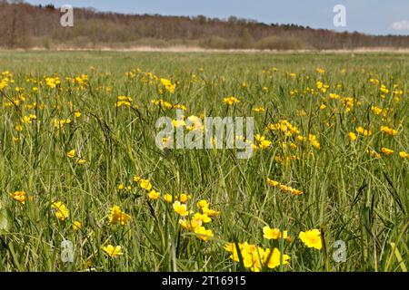 Prairie humide, habitat de reproduction d'espèces d'oiseaux rares, site de plantes rares, souci des marais (Caltha palustris), écaille commune (Gallinago gallinago) Banque D'Images