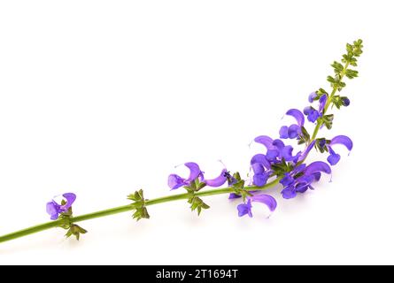 Meadow sauge (Salvia pratensis) isolated on white Banque D'Images