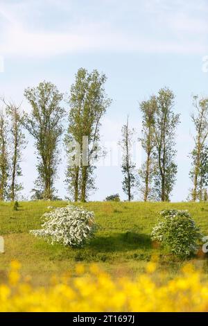 Prairie humide, habitat de reproduction d'espèces d'oiseaux rares, crête glaciaire, oser, parc naturel paysager de la rivière Peene Valley, Mecklenburg-Western Banque D'Images